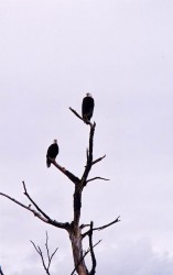 eagles