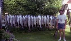 salmon2