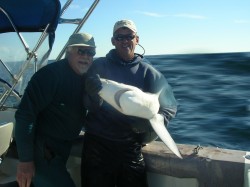 shark