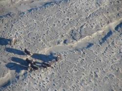 artic40