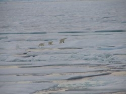 artic87