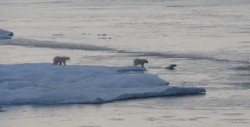artic97