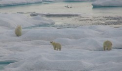 artic98