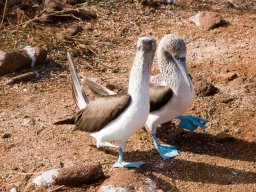 galapagos-blue-footed-boobies