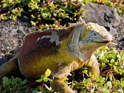 galapagos-iguana