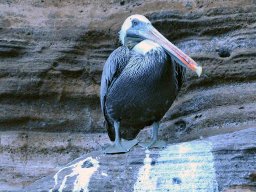 galapagos-pelican
