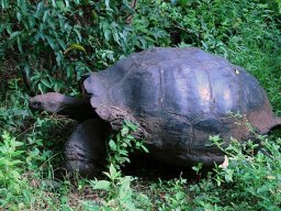 galapagos-tortoise